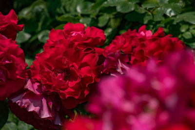 Close-up of red bougainvillea blooming outdoors