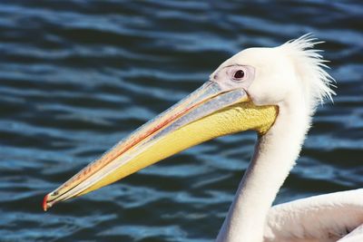 Close-up of pelican on lake