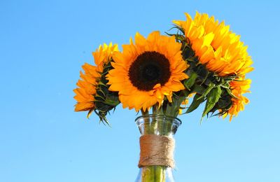 Low angle view of sunflower against clear blue sky