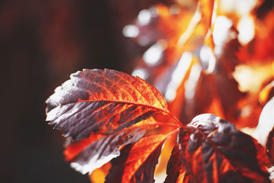 Close-up of maple leaves on plant
