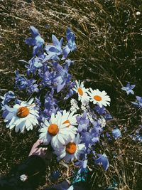 Close-up of flowers blooming on field