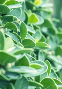 Close-up of leaves