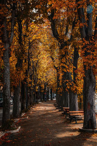 Footpath amidst trees during autumn