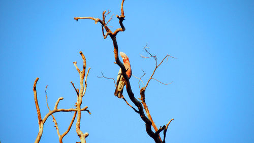 Low angle view of bare tree against clear blue sky