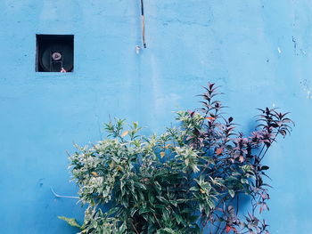 Plant growing on wall