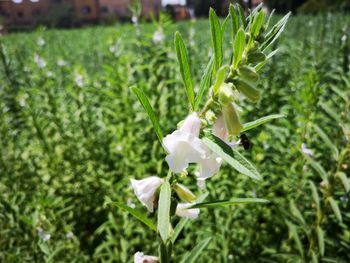 Close-up of white flowering plant