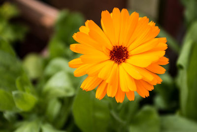 Close-up of yellow flower