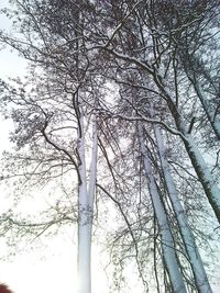 Low angle view of bare trees against sky in forest