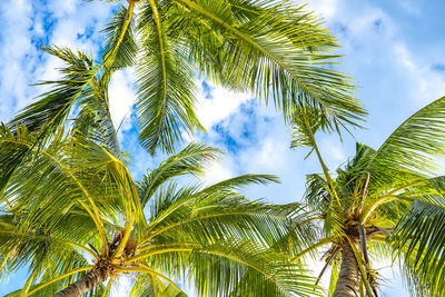 Low angle view of palm trees against sky