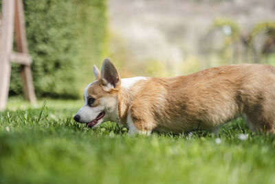 Portrait of dog on field
