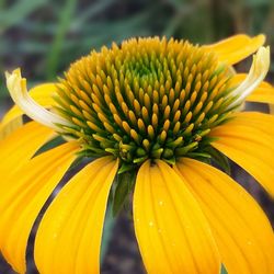 Close-up of yellow flower blooming outdoors