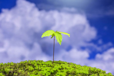 Close-up of green leaves on plant against sky