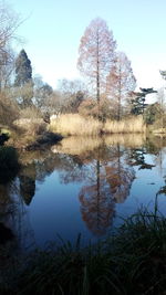 Reflection of trees in lake against clear sky