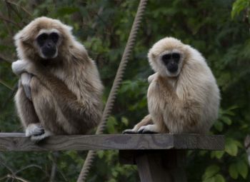 Monkey sitting on wood