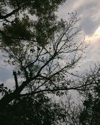 Low angle view of silhouette tree against sky