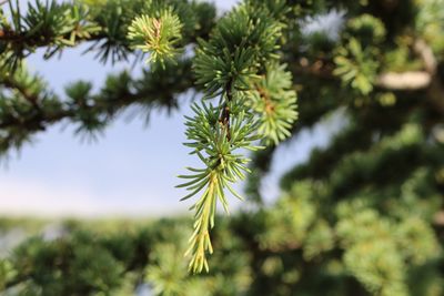 Close-up of pine tree