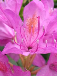 Close-up of pink flower blooming outdoors