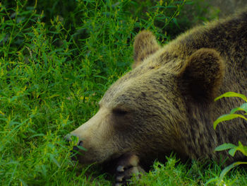 Mountain bear sleeping