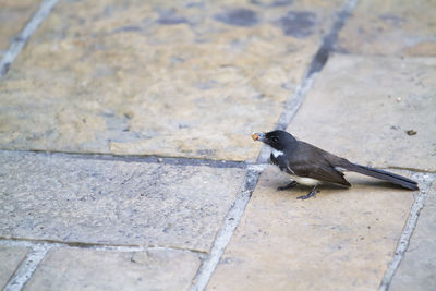 High angle view of bird perching on footpath