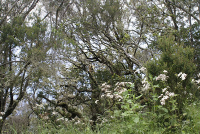 Low angle view of trees in forest