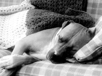 Dog sleeping on sofa