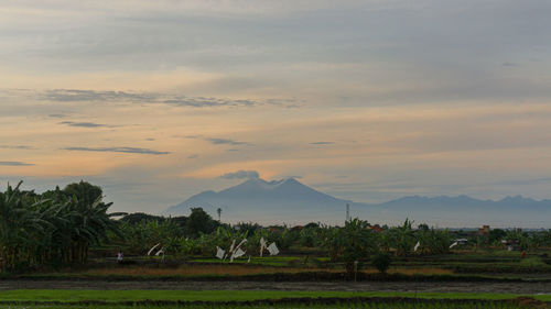 Scenic view of field against sky during sunset