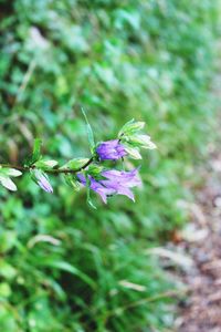 Close-up of purple flowers blooming outdoors