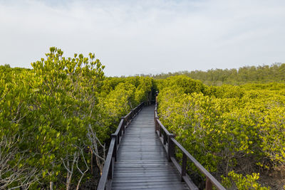 Boardwalk amidst mangrove plants on land against sky