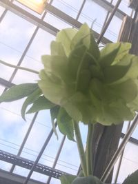 Close-up of plant against window at home