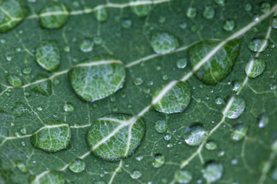 Full frame shot of wet leaves