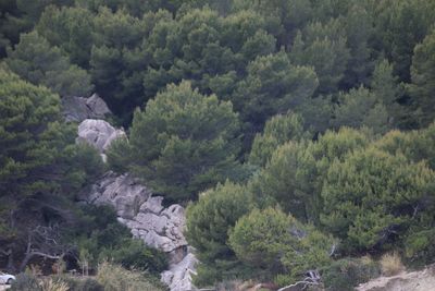 High angle view of trees in forest