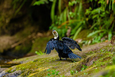 Bird perching on a rock