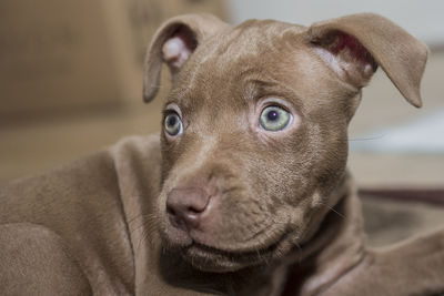 Close-up portrait of dog