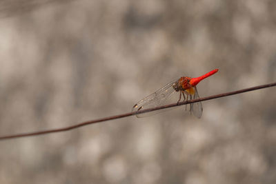 Close-up of dragonfly perching on twig