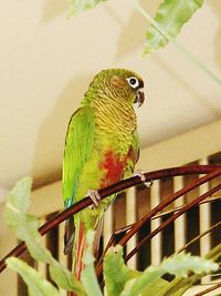 Close-up of parrot