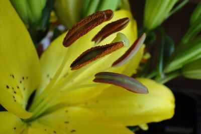 Close-up of yellow flower blooming outdoors