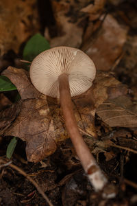 mushroom