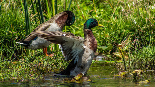 Mallard duck in lake
