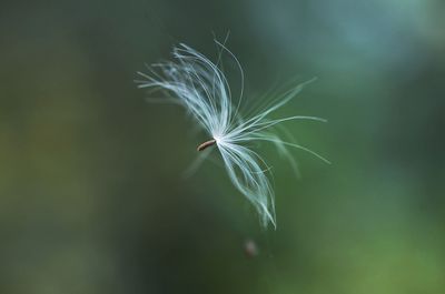 Close-up of dandelion seeds