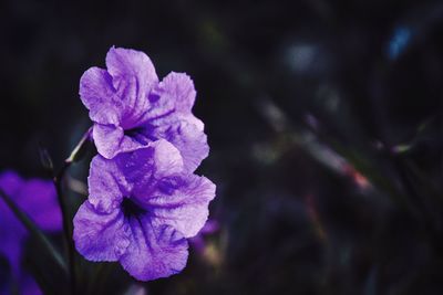 Close-up of purple flowers blooming outdoors