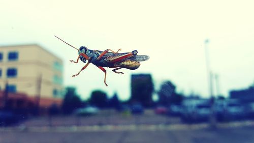 Low angle view of grasshopper on glass