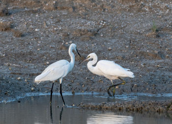 Egrets on a lake