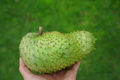 Close-up of hand holding fruit