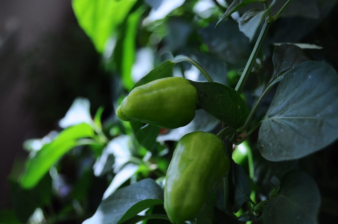 CLOSE-UP OF FRUIT GROWING ON PLANT