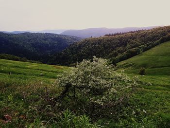 Scenic view of landscape against clear sky