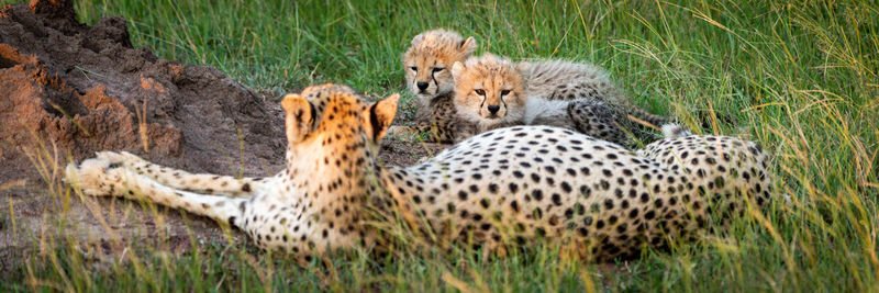 Panorama of cheetah lying by two cubs