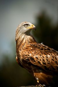 Close-up of a bird