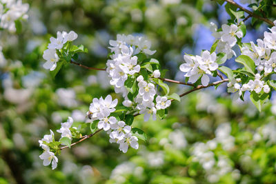 Close-up of white cherry blossoms in spring