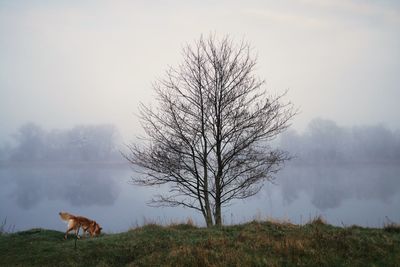 View of a dog on field