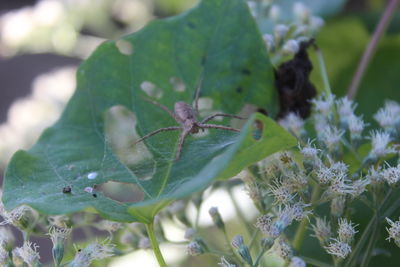 Close-up of insect on leaf